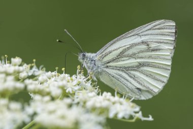 Beyaz (pieris napi yeşil damarlı)