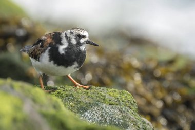 Rubby turnstone yürüyen kuş
