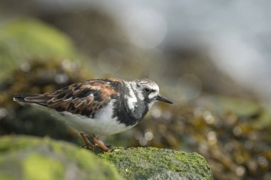 Rubby turnstone yürüyen kuş