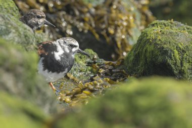 Rubby turnstone yürüyen kuş