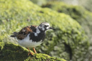 Rubby turnstone yürüyen kuş