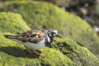 Rubby turnstone yürüyen kuş