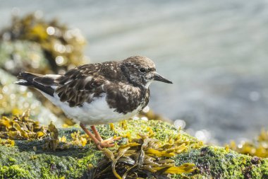Rubby turnstone yürüyen kuş