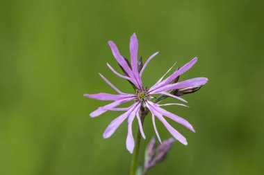 Hizalayıp düzensiz bırakmak-Robin çiçekler, Lychnis flos-cuculi