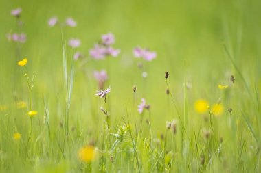 Hizalayıp düzensiz bırakmak-Robin çiçekler, Lychnis flos-cuculi