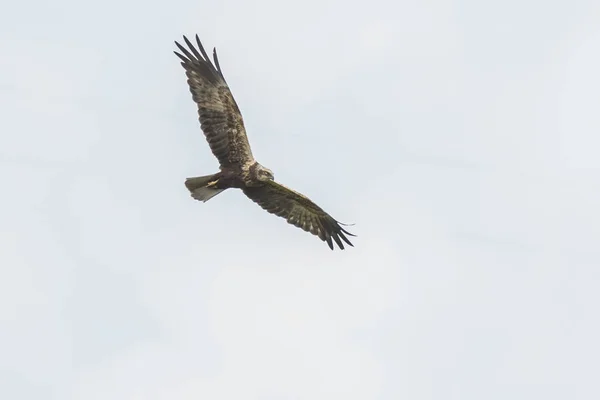 Pântano ocidental harrier, Circus aeruginosus, caça — Fotografia de Stock