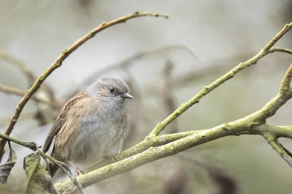 Dunnock posado en un arbusto —  Fotos de Stock