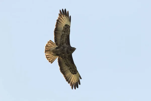 Mäusebussard im Flug — Stockfoto