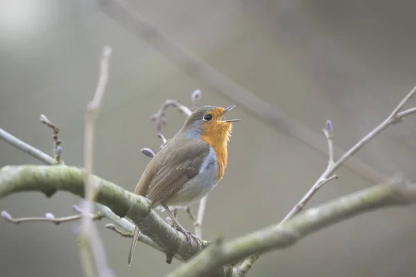 欧洲知更鸟 (Erithacus rubecula) 鸟交配 — 图库照片