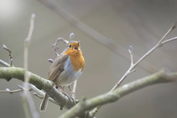 Европейская красная грудка (Erithacus rubecula) Спаривание птиц — стоковое фото