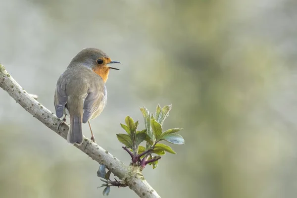 欧洲知更鸟 (Erithacus rubecula) 鸟交配 — 图库照片