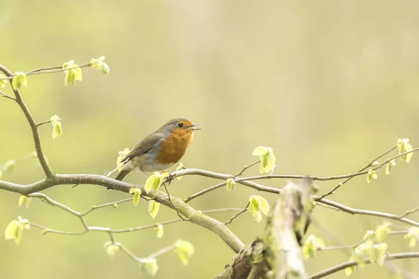 Robin redbreast bird singing — Stock Photo, Image