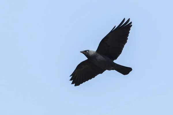 Vliegende Jackdaw, Corvus monedula vogel — Stockfoto