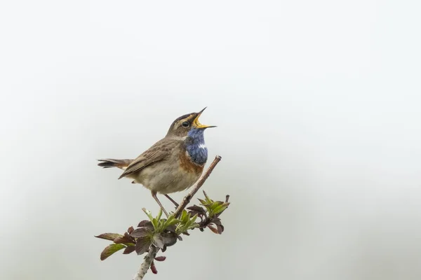 Chant de l'oiseau à gorge bleue (Luscinia svecica cyanecula) — Photo