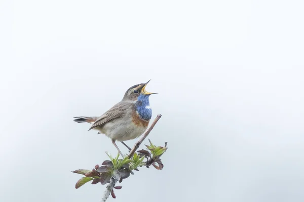 Pájaro de garganta azul (Luscinia svecica cyanecula) cantando — Foto de Stock