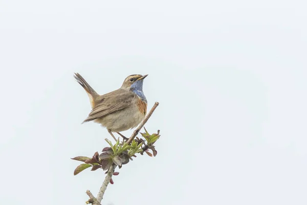 Blue-throat bird (Luscinia svecica cyanecula) singing — Stock Photo, Image