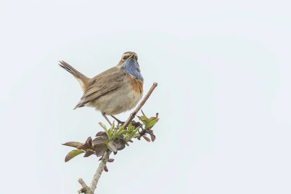 Синегорлая птица (Luscinia svecica cyanecula) поет — стоковое фото