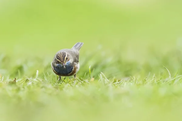 Bluethroat Luscinia svecica cyanecula forrageamento na grama — Fotografia de Stock