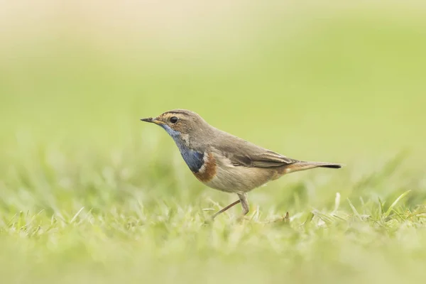 Bluethroat foraging in grass — Stock Photo, Image