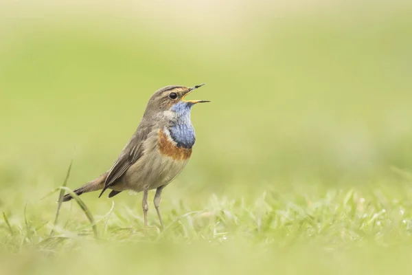 Bluethroat foraging in grass — Stock Photo, Image