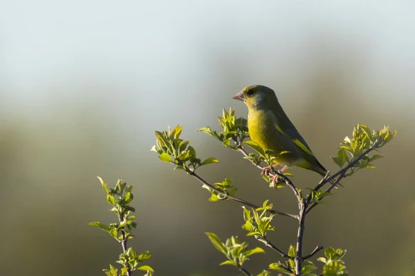 Greenfinch Cloris Cloris canto de pájaro — Foto de Stock