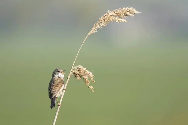 Pěnice hnědokřídlá pták, Sylvia communis, zpěv — Stock fotografie