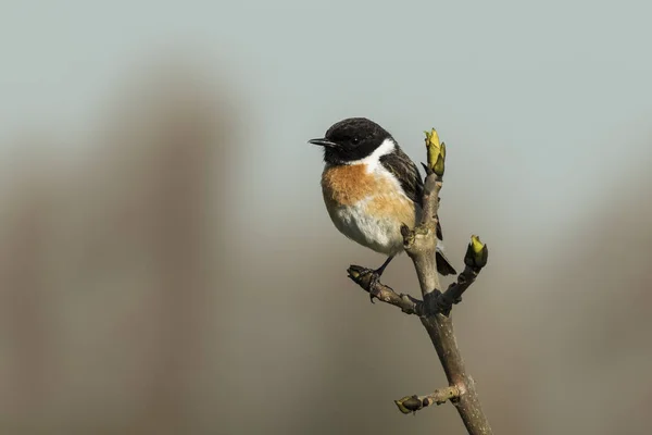 Stonechat, Saxicola rubicola, perching — 스톡 사진