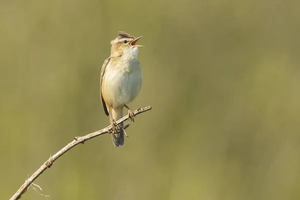 Sedge Warbler, Acrocephalus schoenobaenus, cantando — Fotografia de Stock