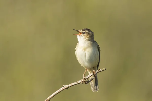 Rákosník, Acrocephalus schoenobaenus, zpěv — Stock fotografie