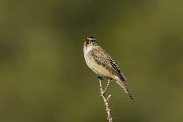 Sedge Warbler, Acrocephalus schoenobaenus, canto — Foto de Stock