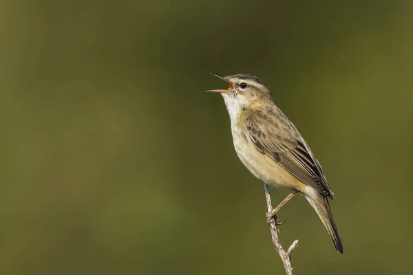 Rokitniczka, Acrocephalus schoenobaenus, śpiew — Zdjęcie stockowe