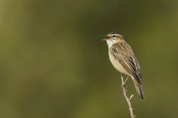 Sedge Warbler, Acrohalus schoenobaenus, singing — стоковое фото