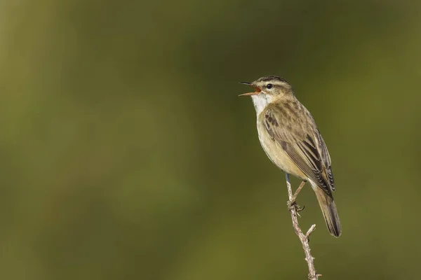 Sedge Warbler, Acrocephalus schoenobaenus, singing — Stock Photo, Image