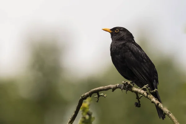 Κότσυφας (turdus merula) τραγουδώντας σε ένα δέντρο — Φωτογραφία Αρχείου