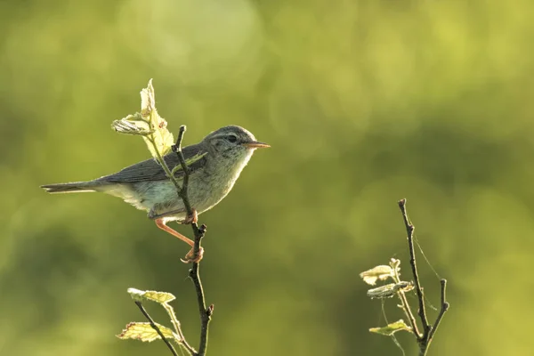 Blåbärsfågel, Phylloscopus trochilus — Stockfoto