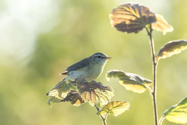 Blåbärsfågel, Phylloscopus trochilus — Stockfoto