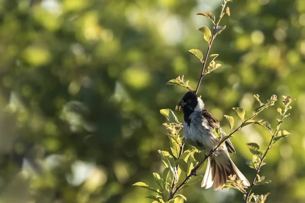Uccello canterino su un albero — Foto Stock
