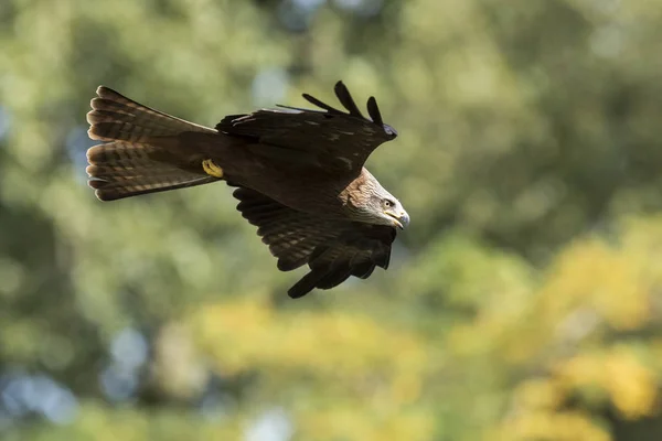 黑鸢鸢在飞行狩猎 — 图库照片