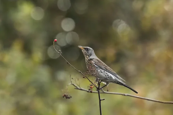 Fieldfare bird, Turdus pilaris, eating berries