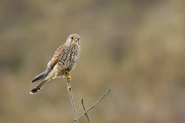 Caça ao Kestrel falco tinnunculus — Fotografia de Stock