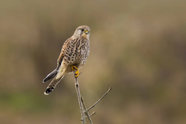 Turmfalke Falco Tinnunculus Jagd — Stockfoto