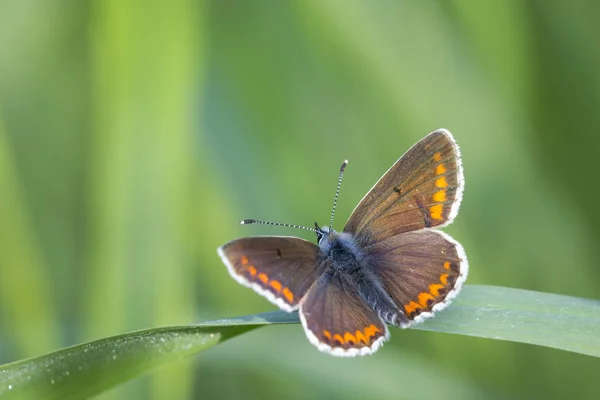 Papillon commun femelle, Polyommatus icarus — Photo