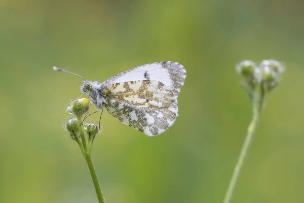 Самка оранжевого наконечника бабочки Anthocharis cardamines — стоковое фото