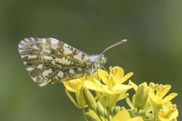 Femme Orange pointe papillon anthocharis cardamines — Photo