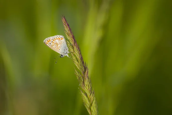 Голубая бабочка, Polyommatus icarus — стоковое фото