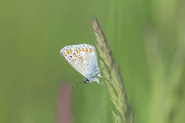 Często kobieta motyl niebieski zbliżenie — Zdjęcie stockowe