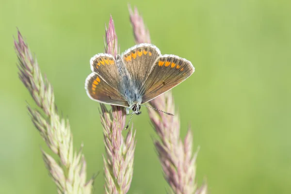 Papillon femelle bleu commun gros plan — Photo