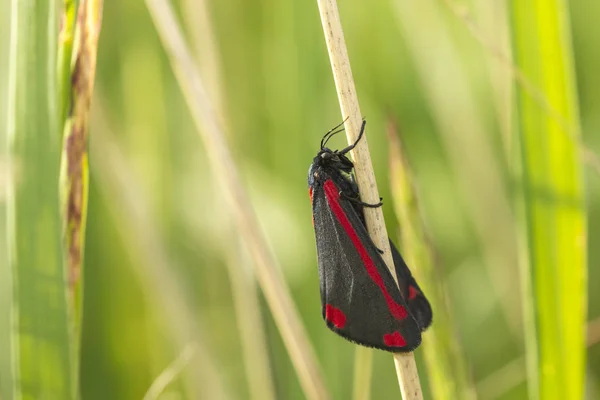 シンナバル蛾(Tyria jacobaeae)) — ストック写真