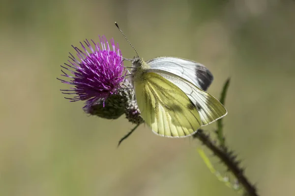 Зеленовенозная белая бабочка pieris napi — стоковое фото