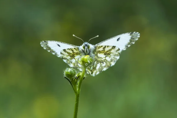 Wskazówka pomarańczowy motyl, Waga Lepidoptera, głowa widok — Zdjęcie stockowe